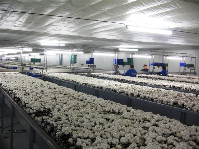 psilocybin mushrooms