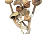 Brazilian Magic Mushrooms - Image 2