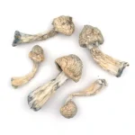 Albino Penis Envy Magic Mushroom - Image 2