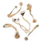 Albino Treasure Coast Mushroom - Image 2