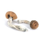 Amazonian Magic Mushroom - Image 2