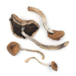 B+ Magic Mushrooms - Image 2