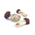 Blue Meanie Magic Mushrooms - Image 2