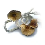 Cuban Magic Mushroom - Image 2
