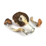 Daddy Long Legs Magic Mushroom - Image 2