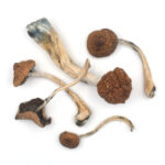 Golden Teachers Mushroom - Image 2