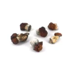 Blue Louie magic Mushroom - Image 2